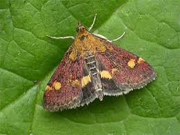 Attēlu rezultāti vaicājumam “Pyrausta aurata”