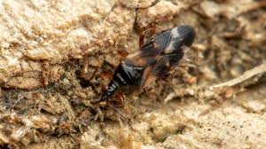 Attēlu rezultāti vaicājumam “Alloeotomus sp.”