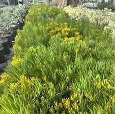 Attēlu rezultāti vaicājumam “Senecio”