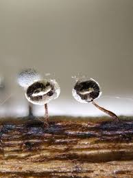 Attēlu rezultāti vaicājumam “Didymium bahiense macro”