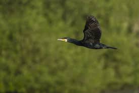 Image result for Phalacrocorax carbo