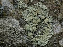 Attēlu rezultāti vaicājumam “Parmeliopsis ambigua”