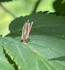 Attēlu rezultāti vaicājumam “Psyche casta larva”