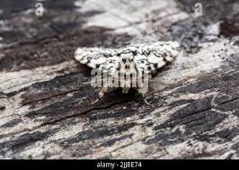 Attēlu rezultāti vaicājumam “Lymantria monacha imago”