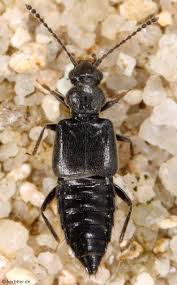 Attēlu rezultāti vaicājumam “Rhynchaenus lonicerae”