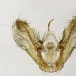 Attēlu rezultāti vaicājumam “Pennithera firmata”