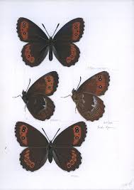 Attēlu rezultāti vaicājumam “Erebia ligea”