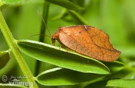 Attēlu rezultāti vaicājumam “Drepanepteryx phalaenoides”