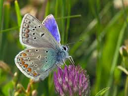Attēlu rezultāti vaicājumam “Polyommatus icarus”