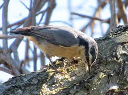 Image result for Sitta canadensis