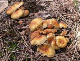 Attēlu rezultāti vaicājumam “Hypholoma sp.”