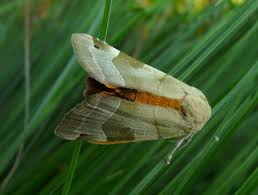 Attēlu rezultāti vaicājumam “Noctua fimbriata imago”