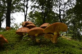 Attēlu rezultāti vaicājumam “Phaeolepiota aurea”