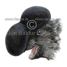 Image result for Cystophora cristata