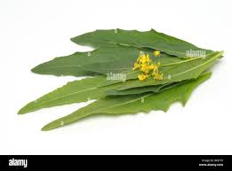 Attēlu rezultāti vaicājumam “Bunias orientalis”