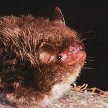 Attēlu rezultāti vaicājumam “Myotis daubentonii”