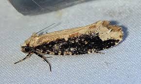 Attēlu rezultāti vaicājumam “Scardia boletella”