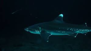 Image result for Dalatias licha