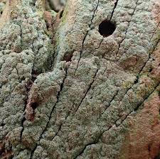 Attēlu rezultāti vaicājumam “Lepraria incana”