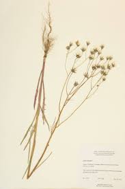 Attēlu rezultāti vaicājumam “Crepis tectorum fruit”