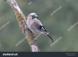 Attēlu rezultāti vaicājumam “Garrulus glandarius adult”