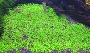 Attēlu rezultāti vaicājumam “Elatine hydropiper”