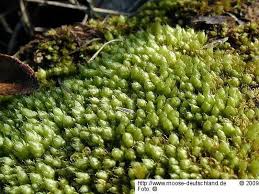 Attēlu rezultāti vaicājumam “Bryum neodamense”