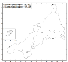 Attēlu rezultāti vaicājumam “Hygroamblystegium tenax”