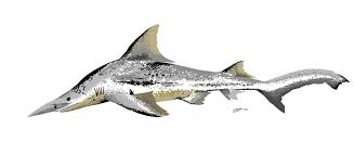 Image result for Carcharhinus isodon