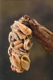 Attēlu rezultāti vaicājumam “Limnephilus larva”