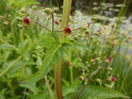 Attēlu rezultāti vaicājumam “Scrophularia umbrosa flower”
