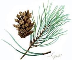Attēlu rezultāti vaicājumam “Pinus sylvestris”