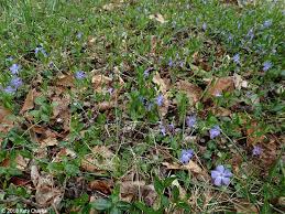 Attēlu rezultāti vaicājumam “Vinca minor flower”