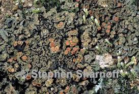 Attēlu rezultāti vaicājumam “Collema”