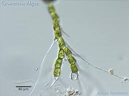 Attēlu rezultāti vaicājumam “Bulbochaete mirabilis”