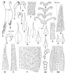 Attēlu rezultāti vaicājumam “Dicranella staphylina cells”