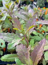 Image result for Chenopodium ambrosioides