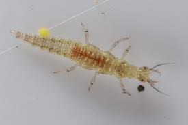 Attēlu rezultāti vaicājumam “Hemerobiidae”