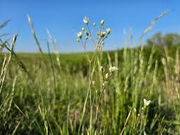 Attēlu rezultāti vaicājumam “Arenaria procera”