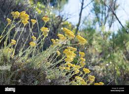 Attēlu rezultāti vaicājumam “Helichrysum arenarium flower”
