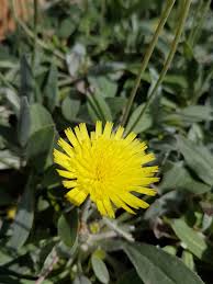 Image result for Hieracium pilosella