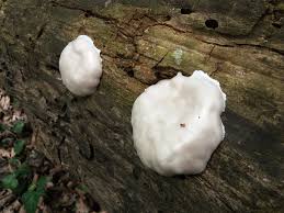 Attēlu rezultāti vaicājumam “Fuligo gyrosa plasmodium”