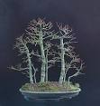 Defoliating, Leaf trimming or Leaf cutting Bonsai