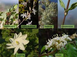 Attēlu rezultāti vaicājumam “Rubiaceae”