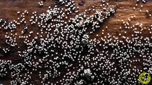 Attēlu rezultāti vaicājumam “Collaria arcyrionema”