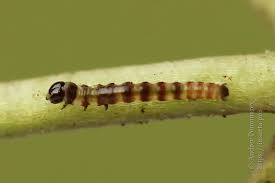 Attēlu rezultāti vaicājumam “Gortyna flavago”