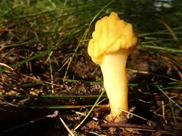 Attēlu rezultāti vaicājumam “Spathularia flavida”