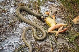 Image result for Ringelnatter