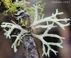 Attēlu rezultāti vaicājumam “Evernia prunastri”