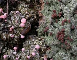 Attēlu rezultāti vaicājumam “Dibaeis baeomyces”